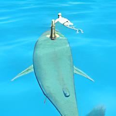 shark simulator
